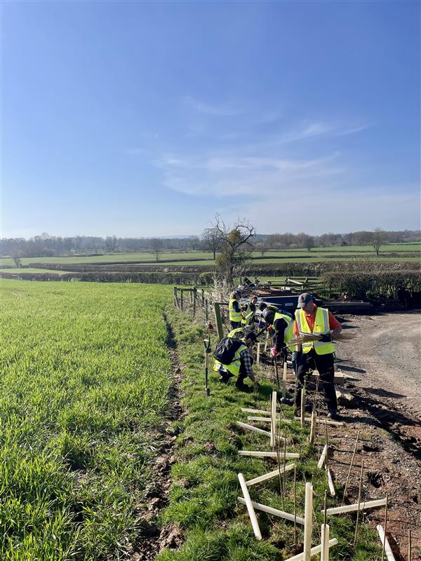 RobDaviesEA's tweet image. Spent a rewarding day #volunteering with @CPREHfdshire planting nearly 1,000 native #hedge whips to boost #wildlife, restore historic field patterns, and support #biodiversity. Amazing to work alongside such a dedicated volunteer team! The sun even came out to play its part too!