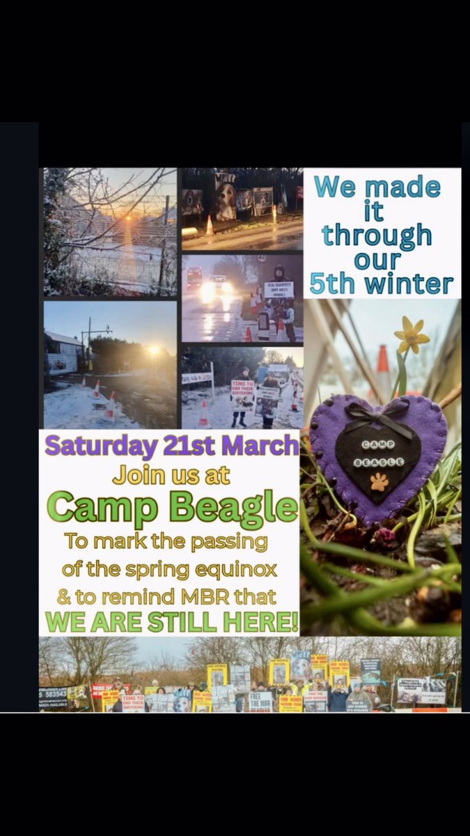 TheCampBeagle_'s tweet image. Camp Beagle 24/7 365 days a year outside MBR Acres beagle breeding factory, Sawtry Way, Huntingdon, PE28 2DT, England #stopanimaltesting #theCampBeagle #righttoprotest #UturnorWEvote #beagles #savethebeagles #LabourShame