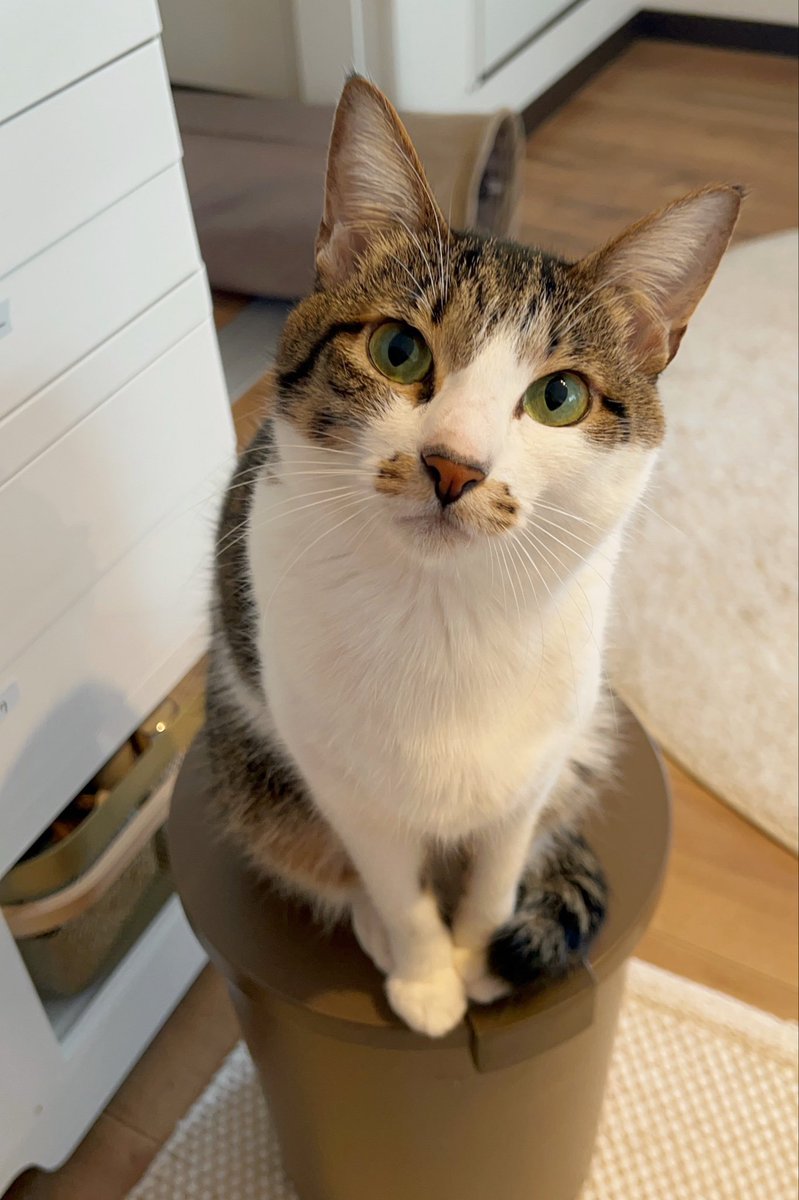 ドーナツてるの tweet media