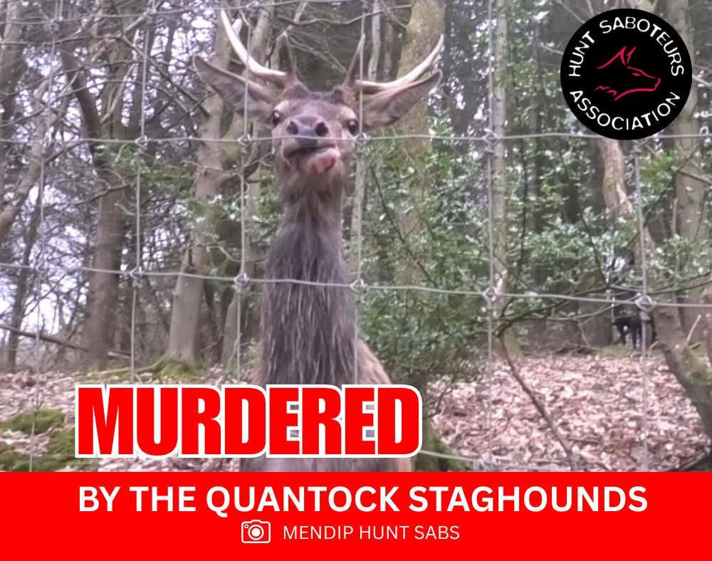 Hunt Saboteurs Association tweet media