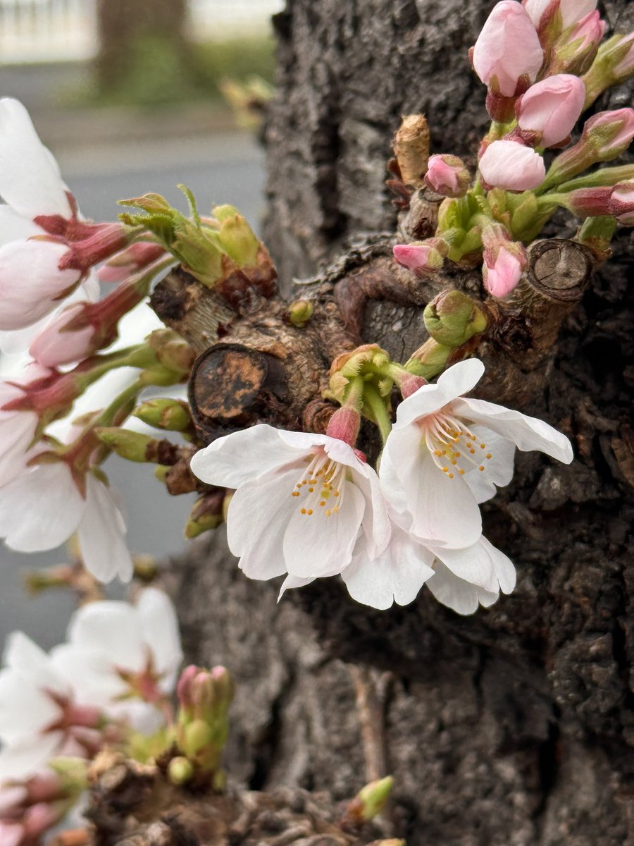 才口オトウフ tweet media