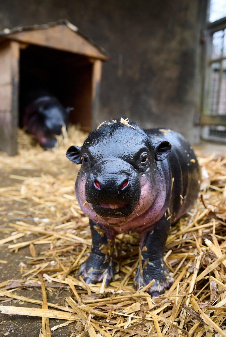 Magna_Facta tweet media