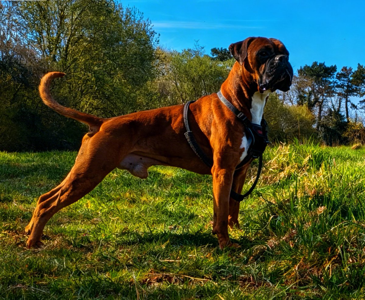 Reggie the Boxer tweet media