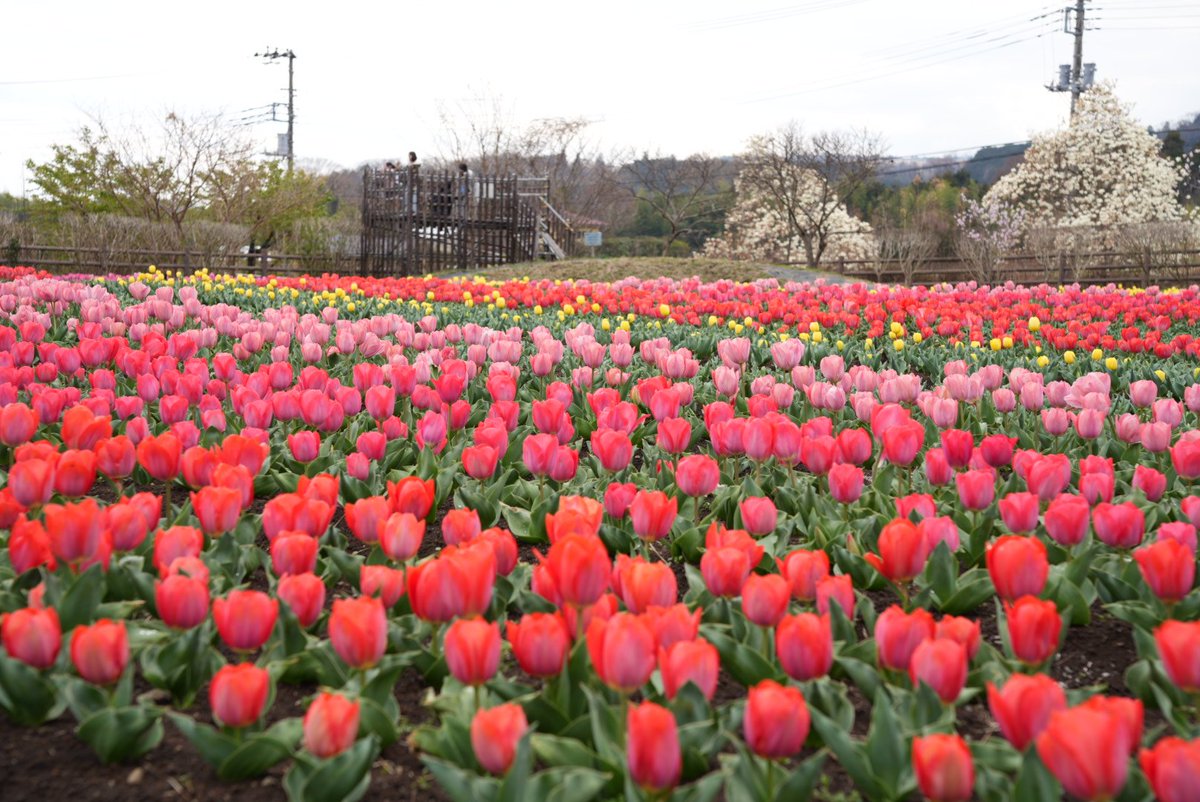 秦野市 tweet media