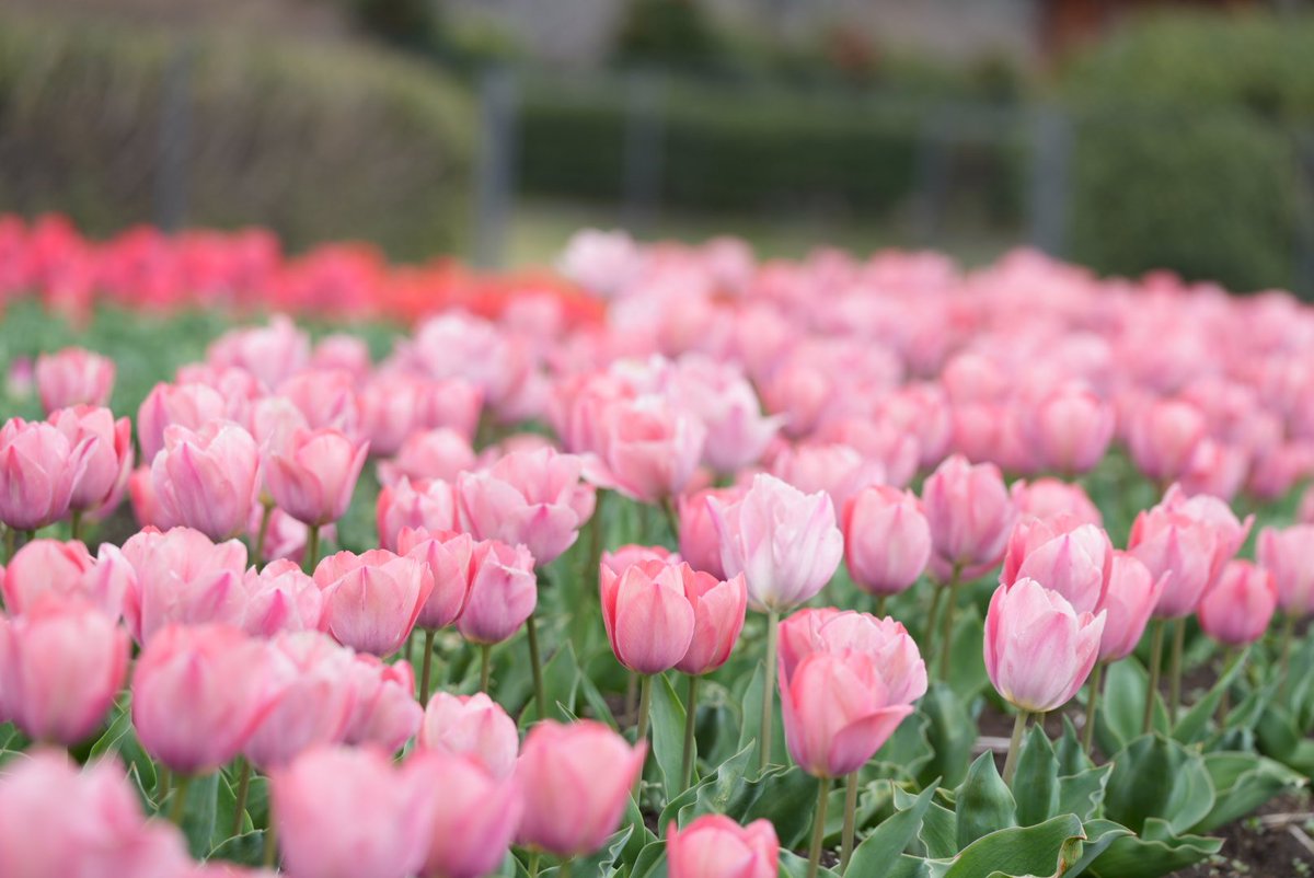 秦野市 tweet media