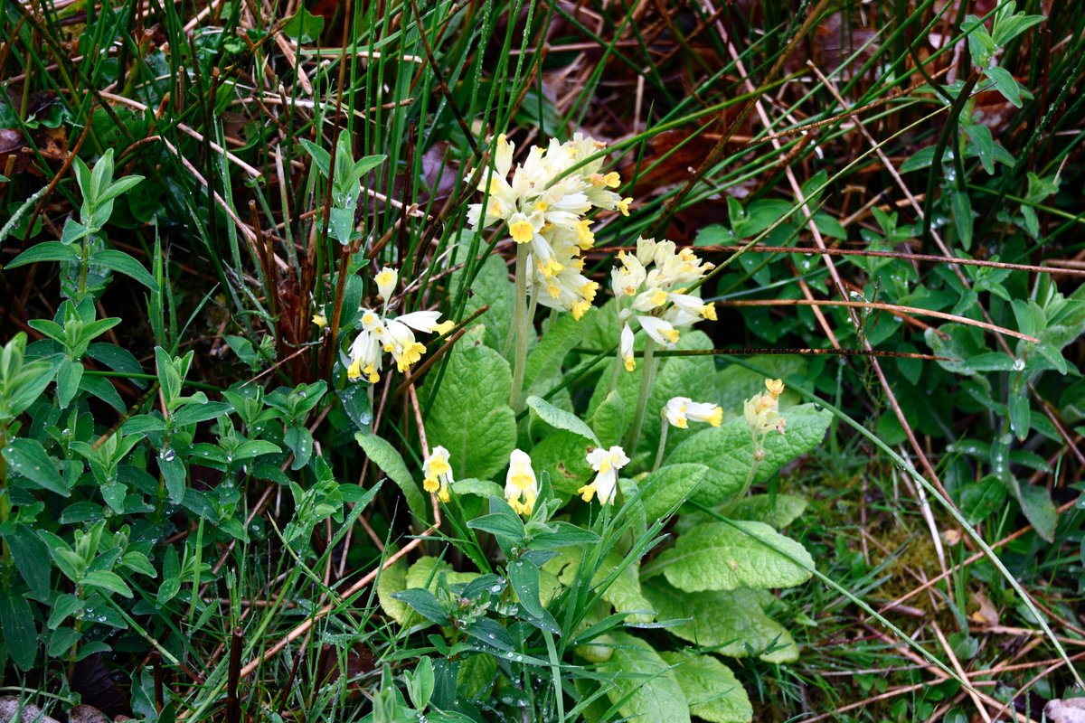When the cowslips appear it is a sign that Spring is here. I saw butterflies and bees sipping their nectar gratefully yesterday as warmth and sunshine returned to my part of the world. It is a perfect prelude to today’s New Moon and tomorrow’s Equinox.