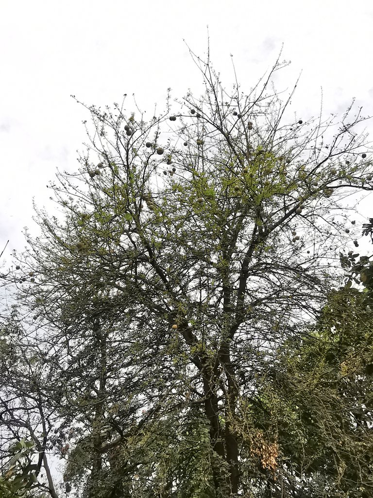 DelhiTrees tweet media