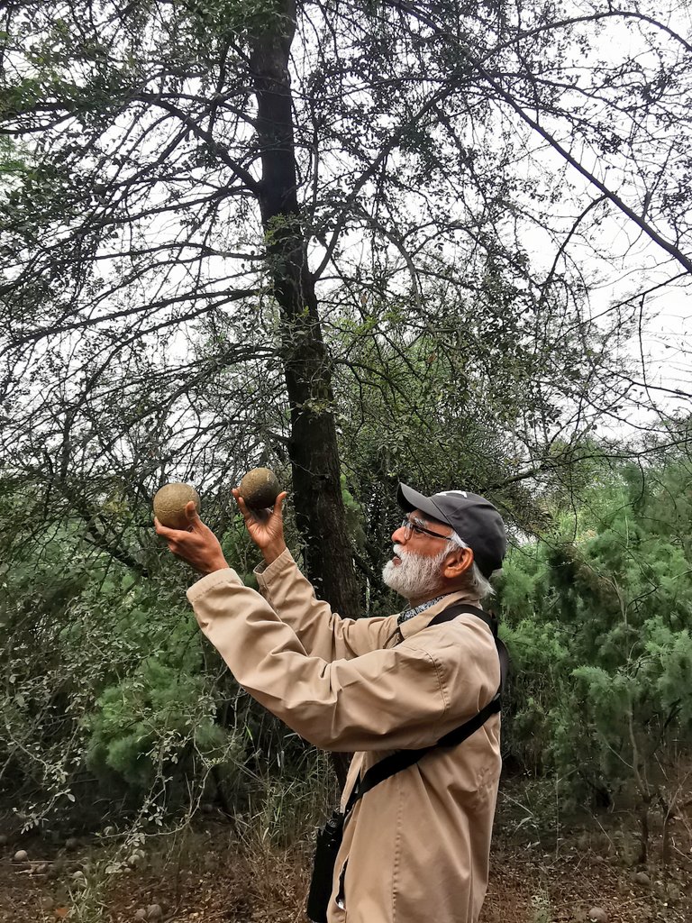 DelhiTrees tweet media