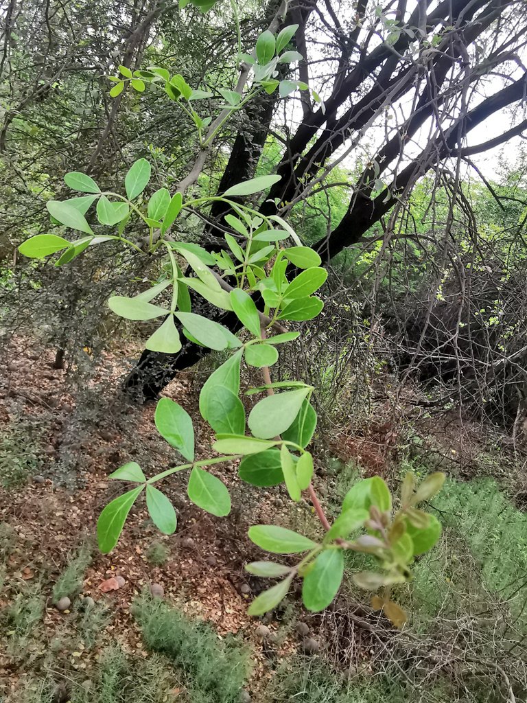 DelhiTrees tweet media