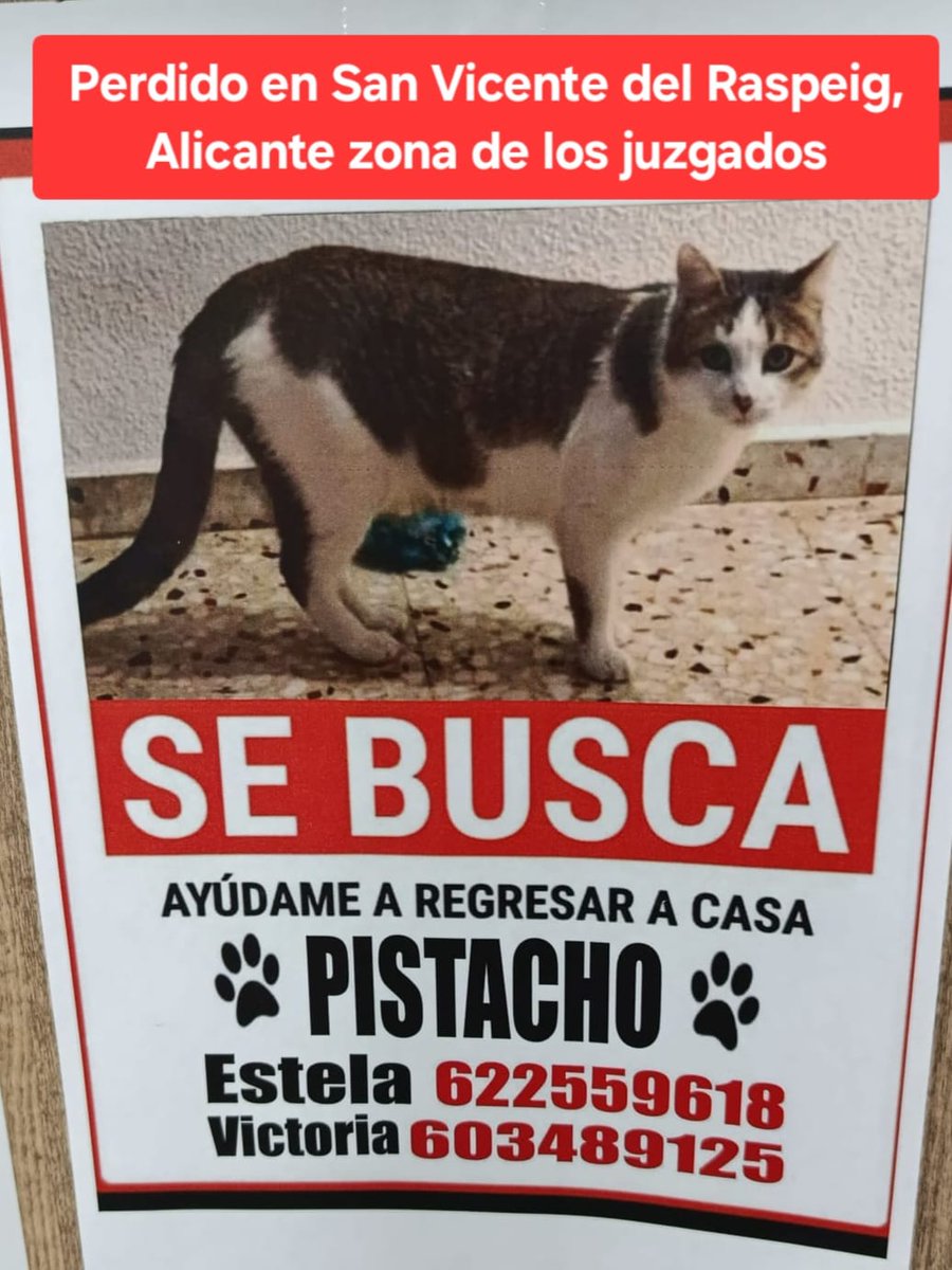 URGENTE SE BUSCA A PISTACHO. PERDIDO EN SAN VICENTE DEL RASPEIG ZONA JUZGADOS (ALICANTE)