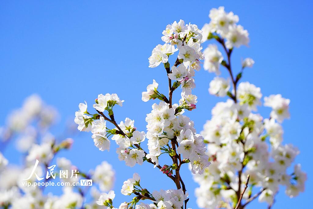 人民日報  People's Daily tweet media