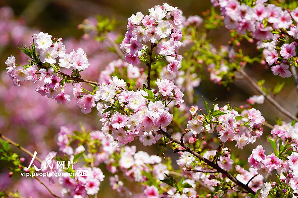 人民日報  People's Daily tweet media