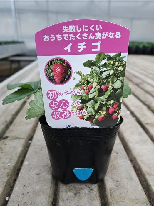 🍓はじめてのいちご栽培に🍓 島忠おすすめ苗「失敗しにくいおうちで
