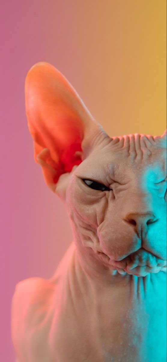 Everything Wallpaper4k. X tweet media