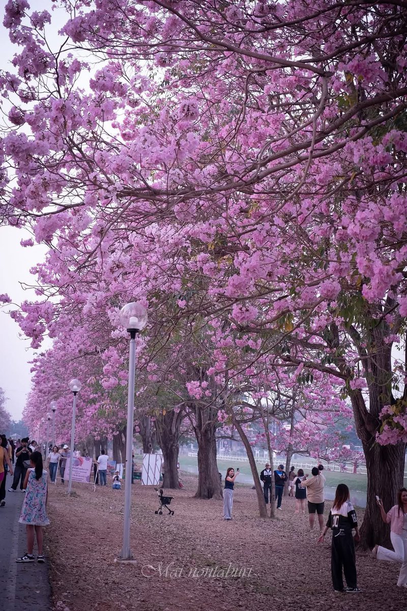 ลูกอีหน่อแตด tweet media