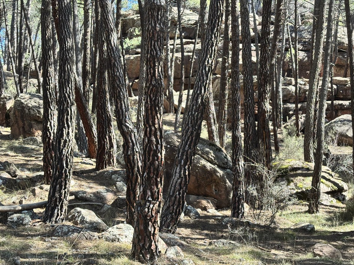 Jacobo Llorens_Arbolista_Treerider tweet media