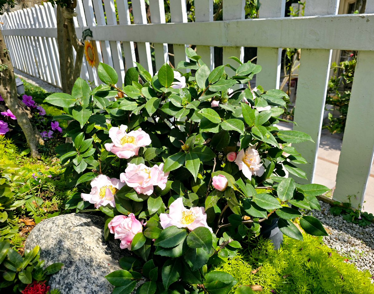 Diego Calderon tweet media