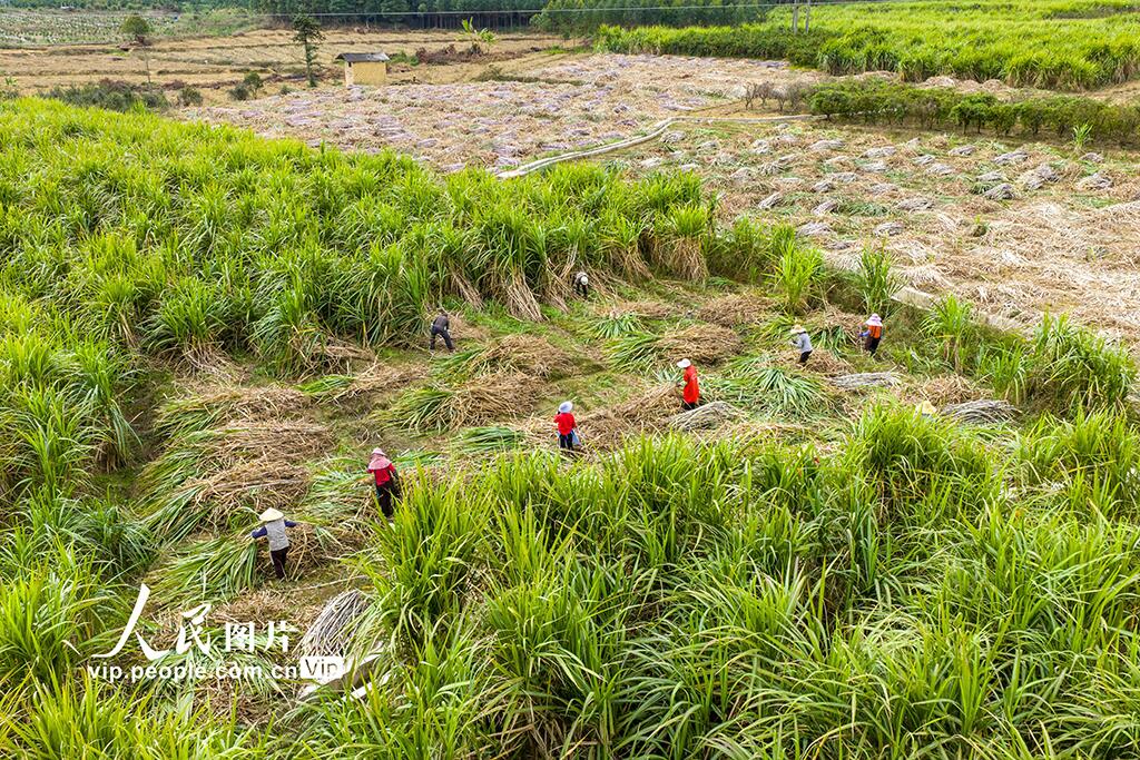 人民日報  People's Daily tweet media