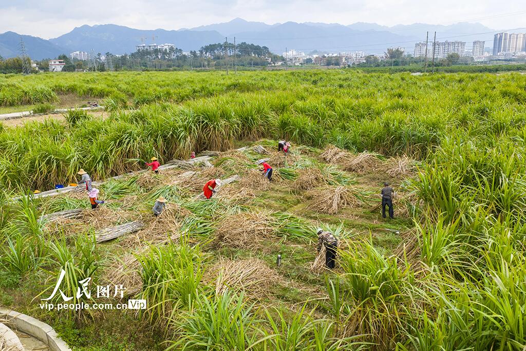 人民日報  People's Daily tweet media