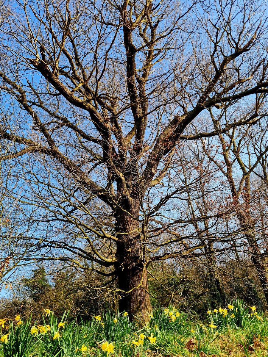 Mike Redwood 🇺🇦 📚🕊💚 tweet media