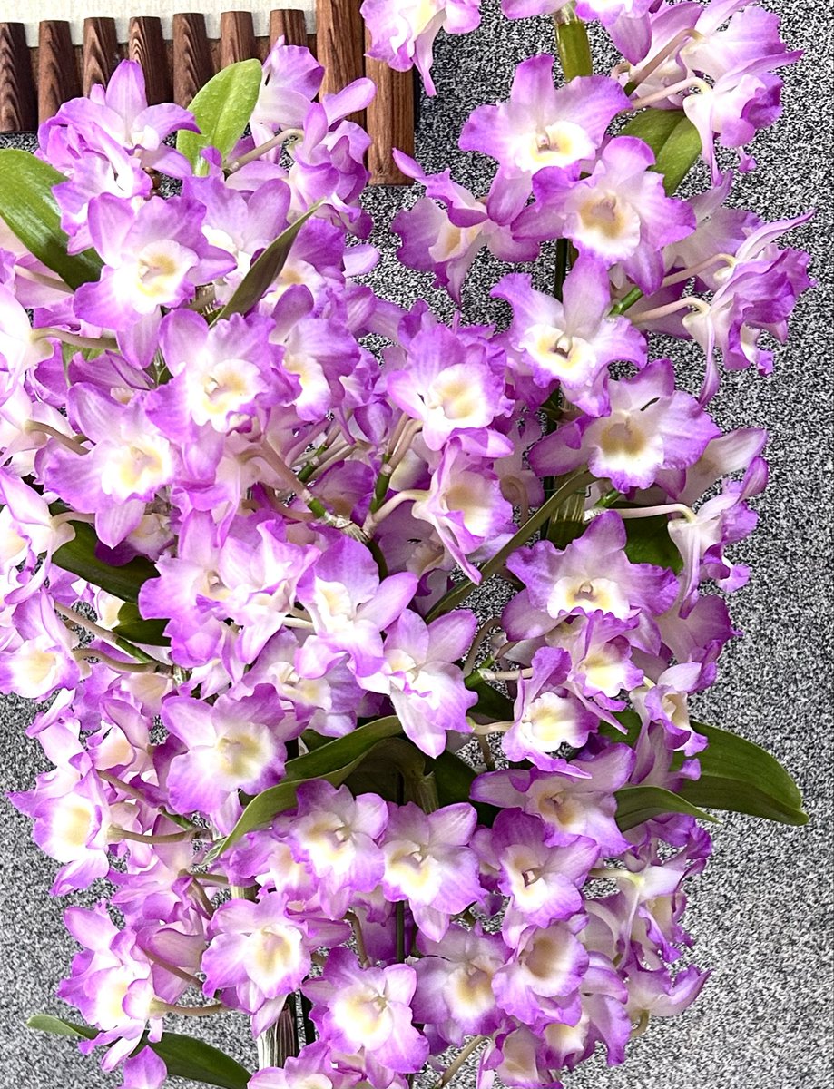 今年初めてお迎えする鉢は春らしく、そして丈夫なデンロドビウムにしました😊「プリティガール ユウナ」という品種だそうです。確かにプリティです🌸
