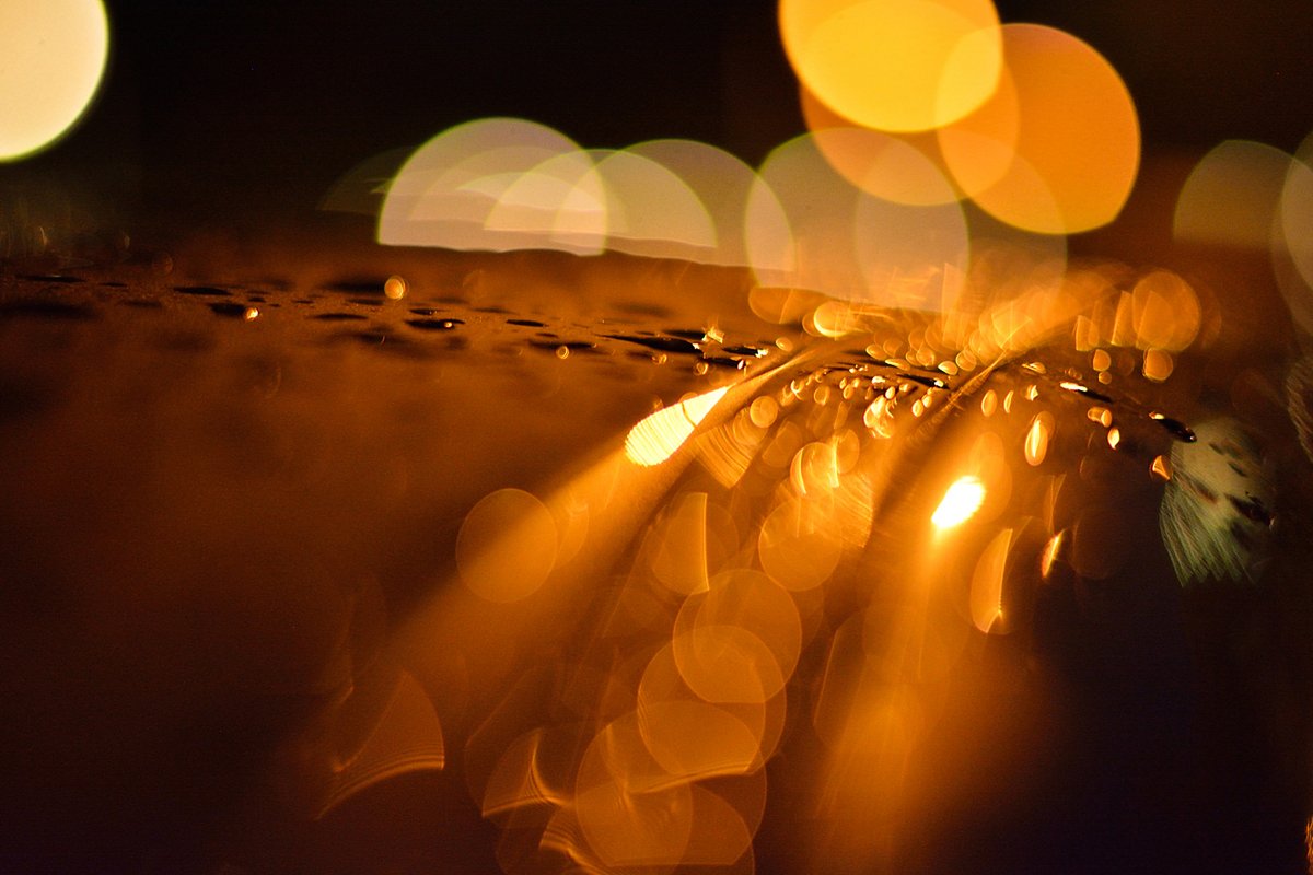 grace ritchey tweet media