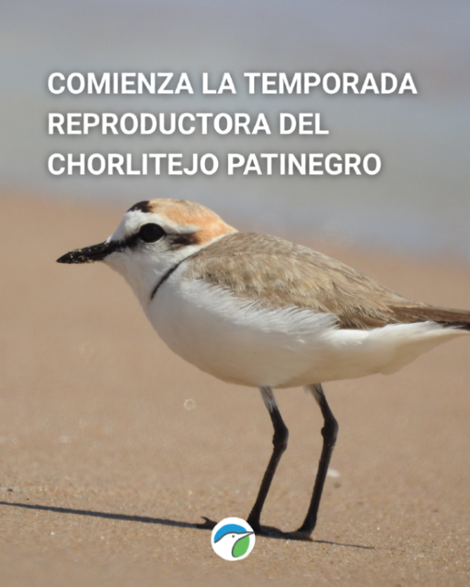 SEO_BirdLife's tweet photo. 🥚¡El chorlitejo se prepara para la temporada de cría!

Conocer un poco acerca de sus hábitos, te ayudará a convivir con él en sus hábitats: las playas 🏖️. https://t.co/O1njoYjhTl