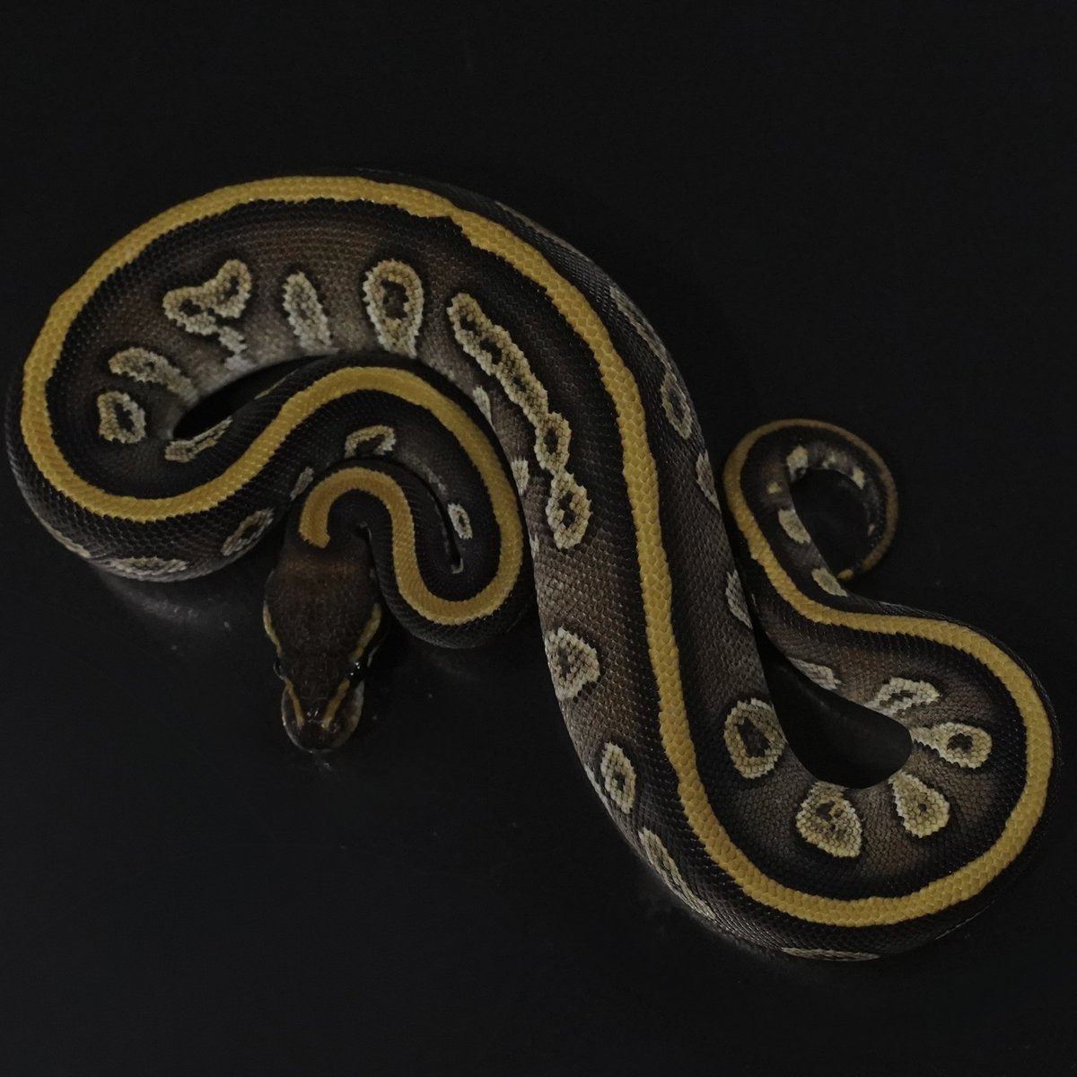 Side-B Collection tweet media