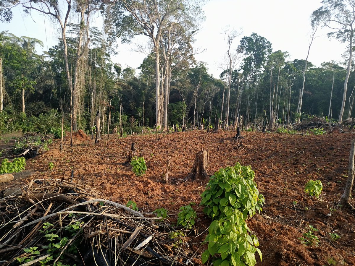 Tangwa Abilu.🌿🌏🌾🍀🍃.SDG's. tweet media