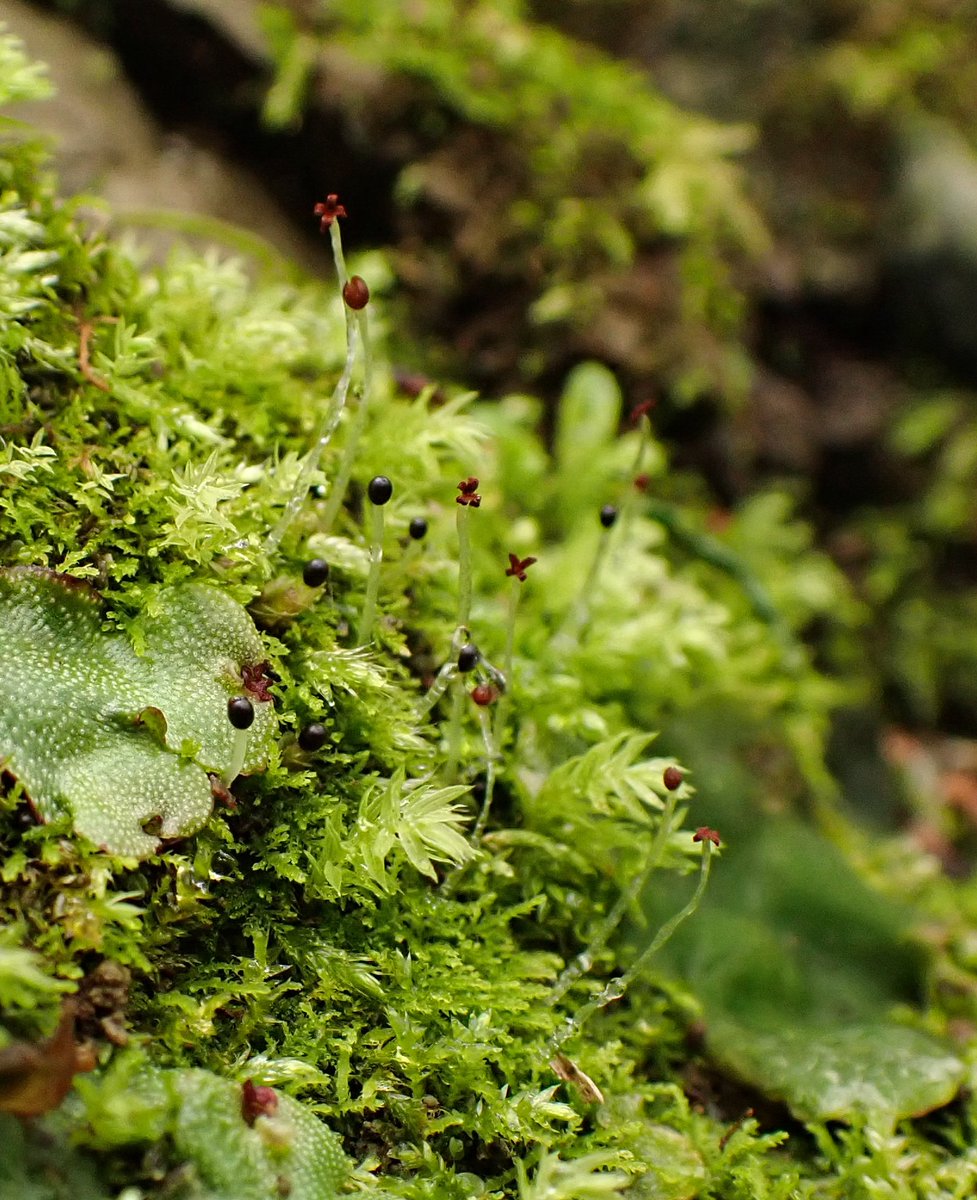 ペコラビ tweet media