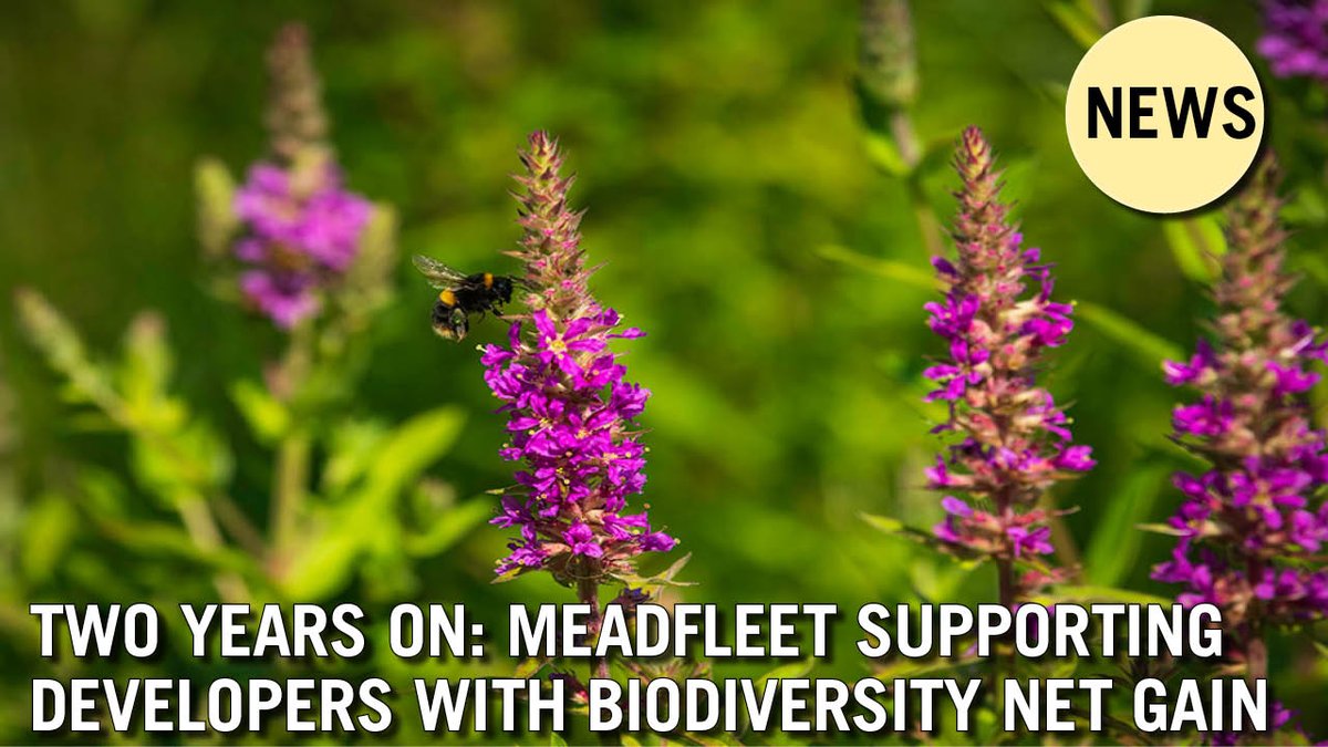 Housebuilder & Developer tweet media