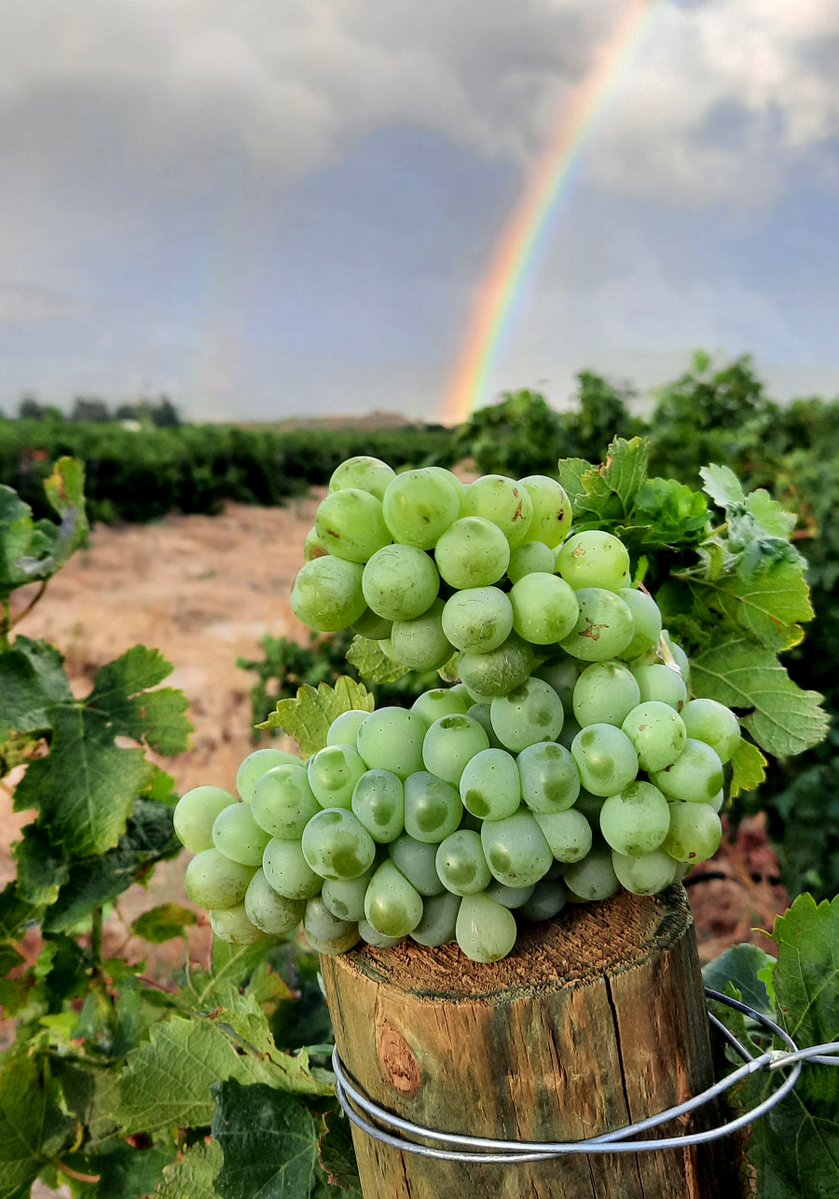 South Africa Wine tweet media