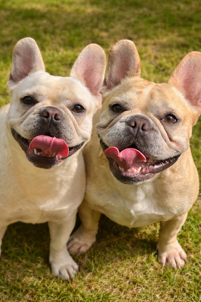 Help2Rehome Scotland tweet media