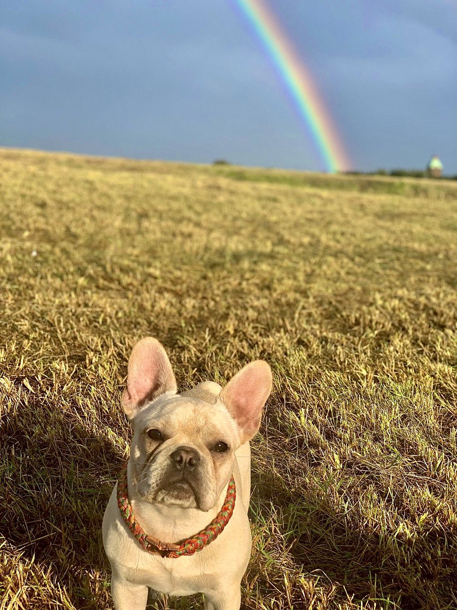 Help2Rehome Scotland tweet media