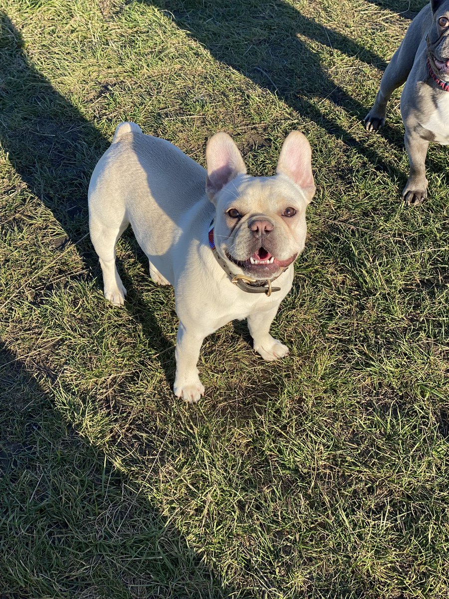 Help2Rehome Scotland tweet media