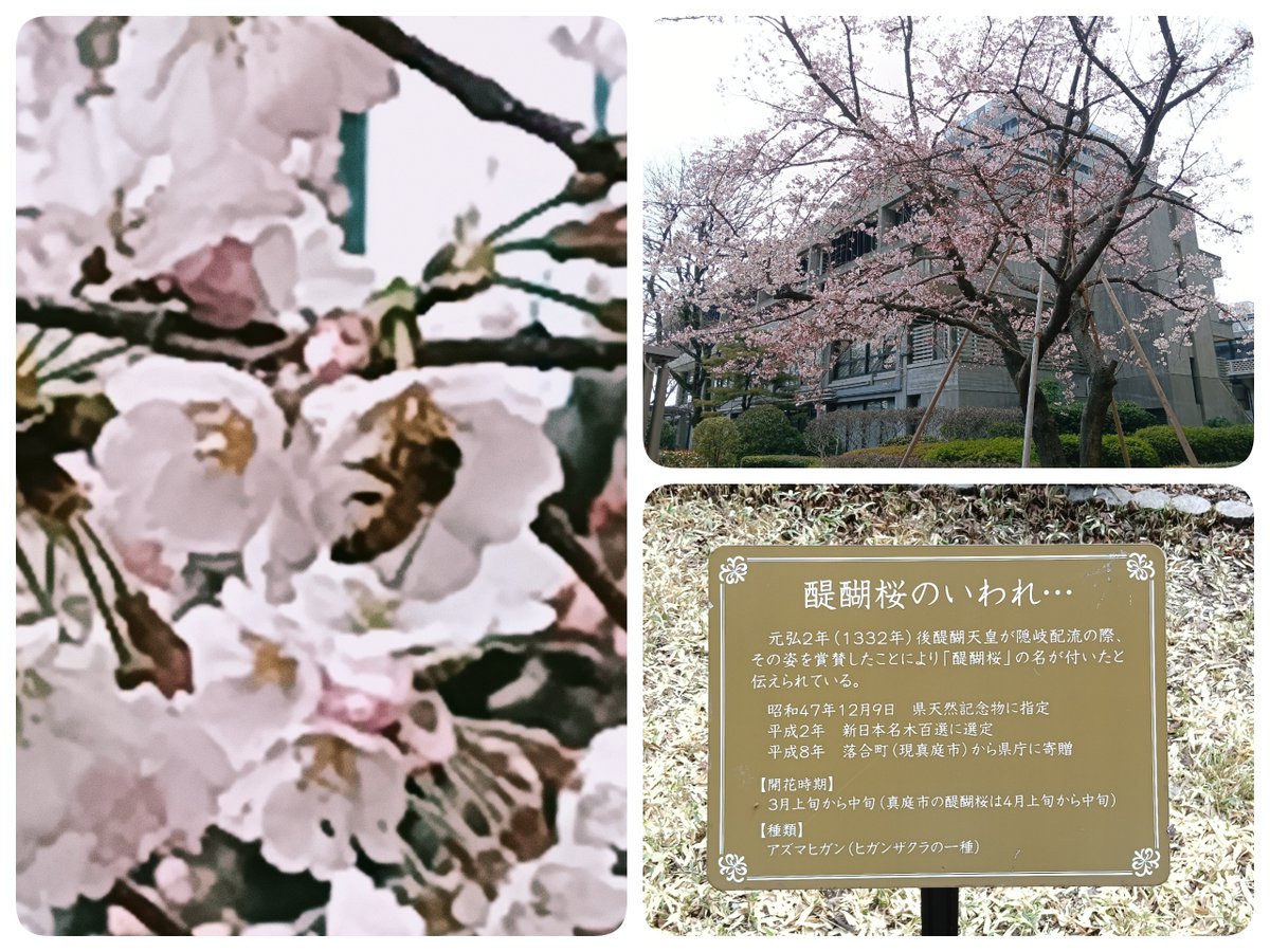 所用にて岡山県庁へ

中庭の醍醐桜がほぼ満開

繁忙期の年度末

張りつめた心の弦が

ふと緩むひととき