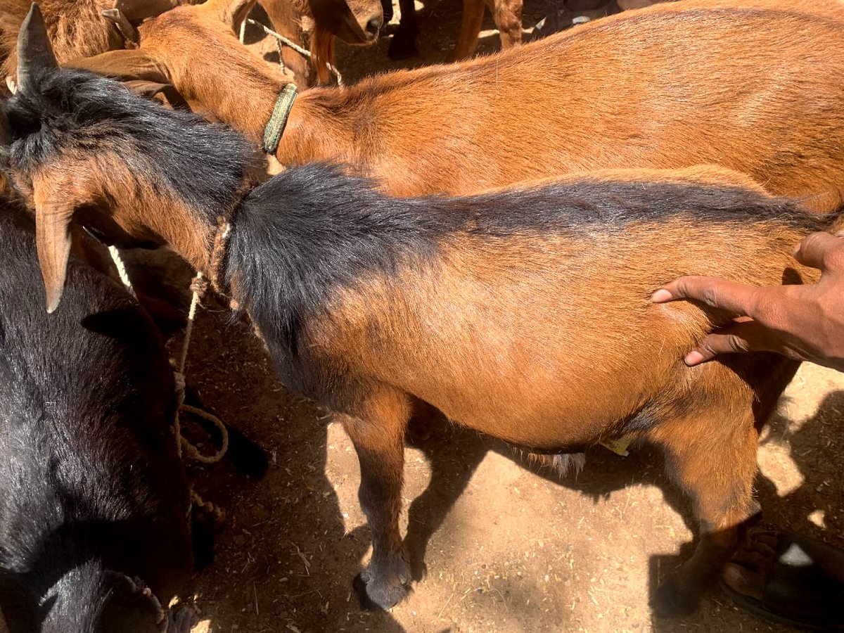 *Omo Ademola* tweet media