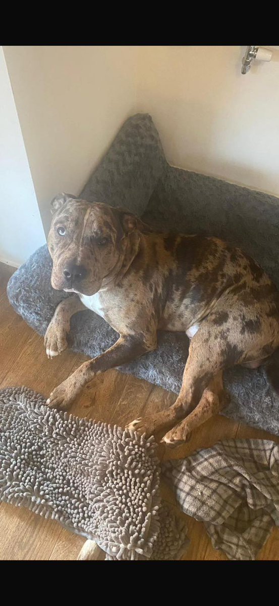 Animal Adoptions UK 🐕‍🦺🐈🐎❤️ tweet media