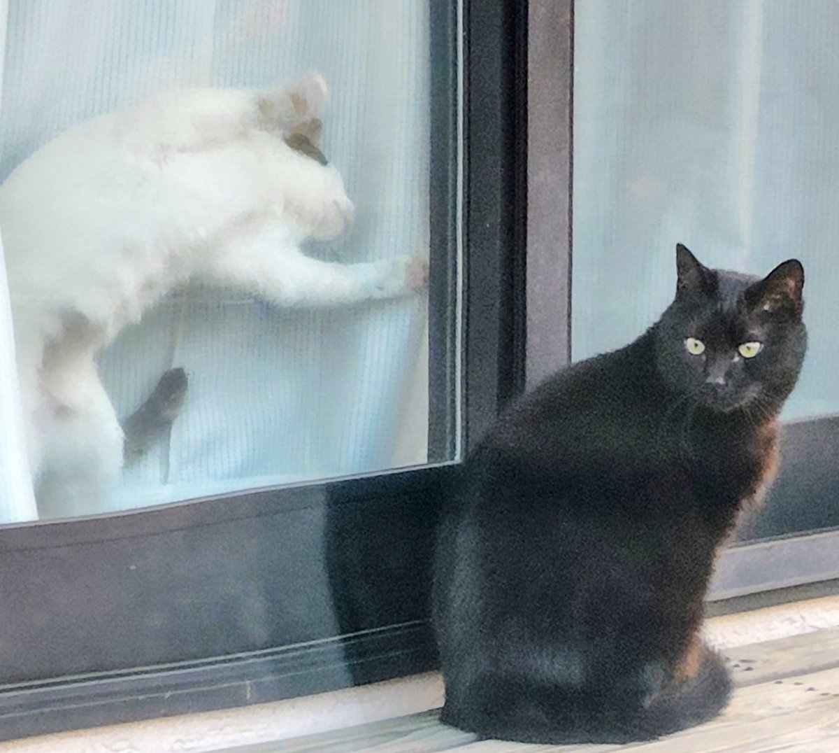 kitunecoffee's tweet photo. 車の中から撮った
うちの猫が変な体勢になってるw https://t.co/UYtZAdl3gI