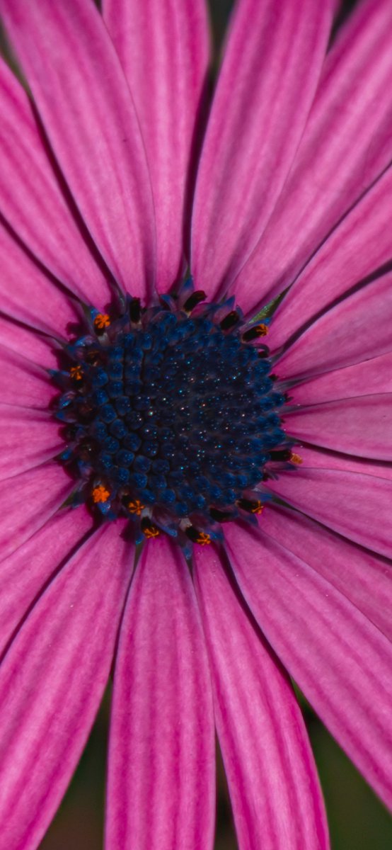 Mattia giglio tweet media