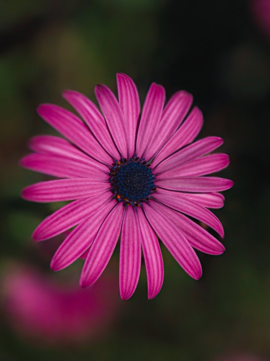 Mattia giglio tweet media