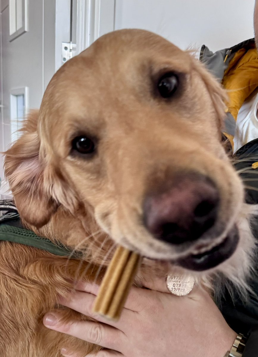 Super Spaniels tweet media