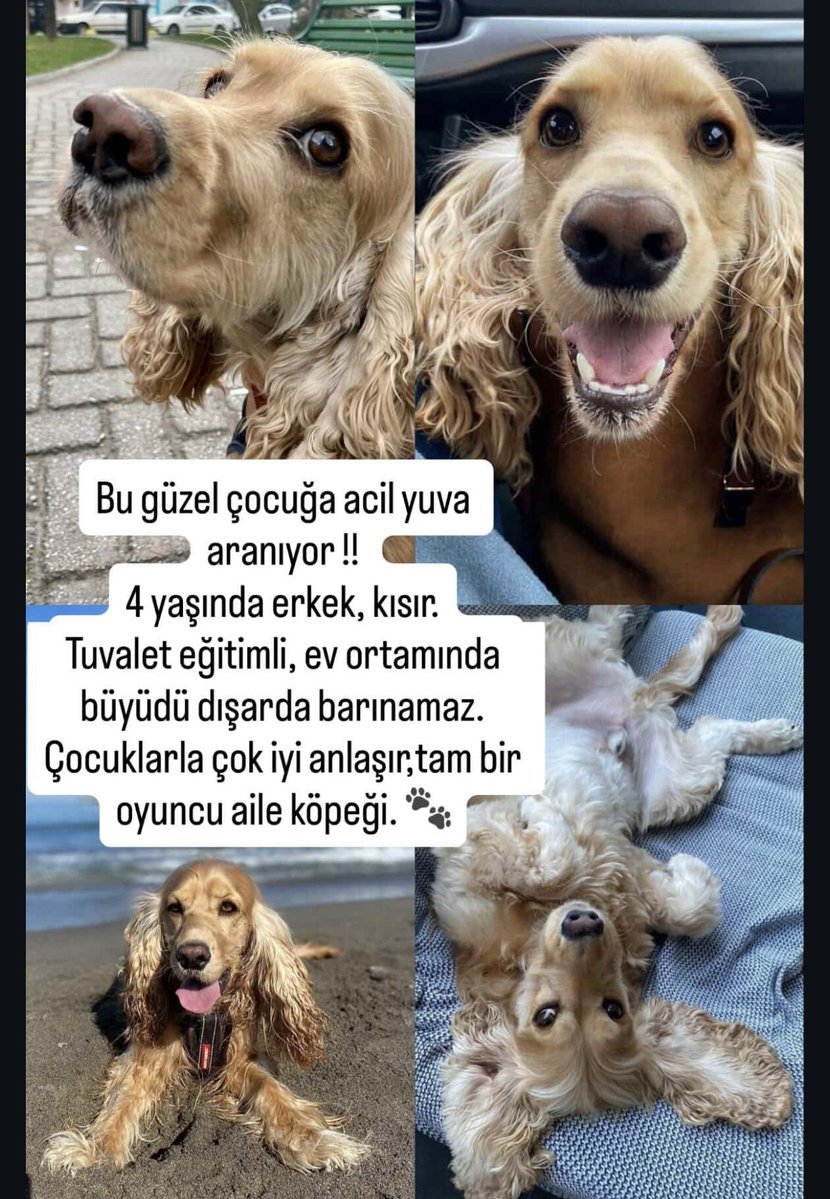 Yüksel Bayram tweet media