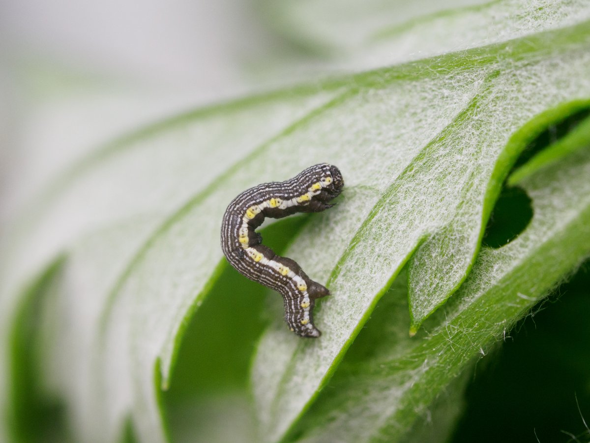 ぺりー tweet media