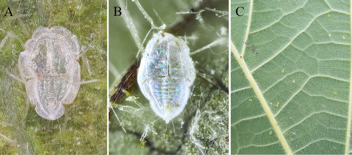 ZooKeys_Journal's tweet photo. Three new species of the whitefly genus Aleuroclava have recently been described and illustrated in China. This brings the number of Chinese species to 44!

Read more: https://t.co/cE2nYyZTrW

#newspecies #whitefly https://t.co/sDdyQzXM55