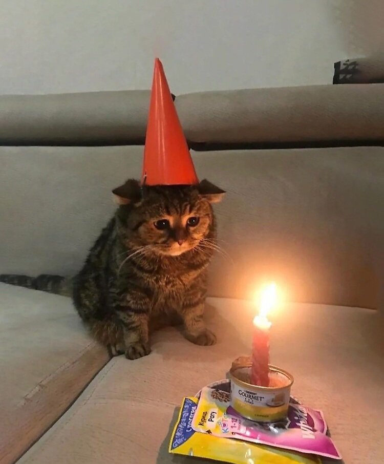 RabbitMafiaQ 🐇✨️ tweet media