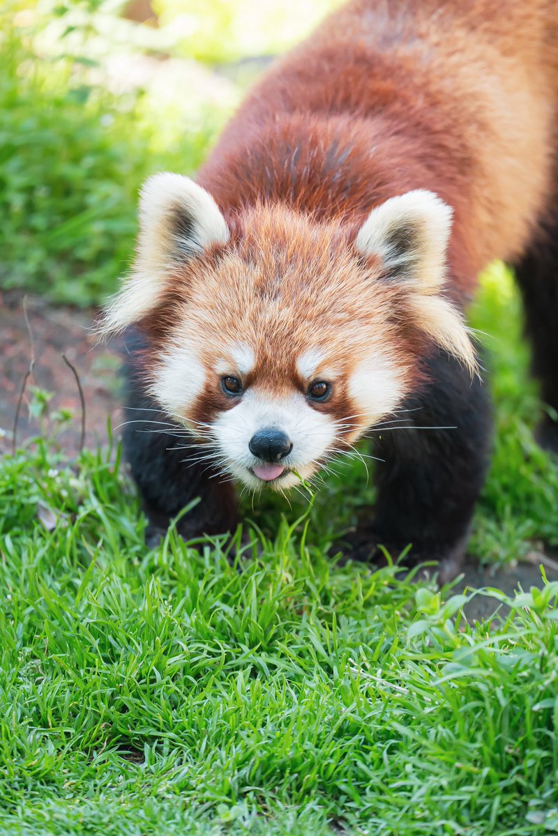 るん🐾 tweet media