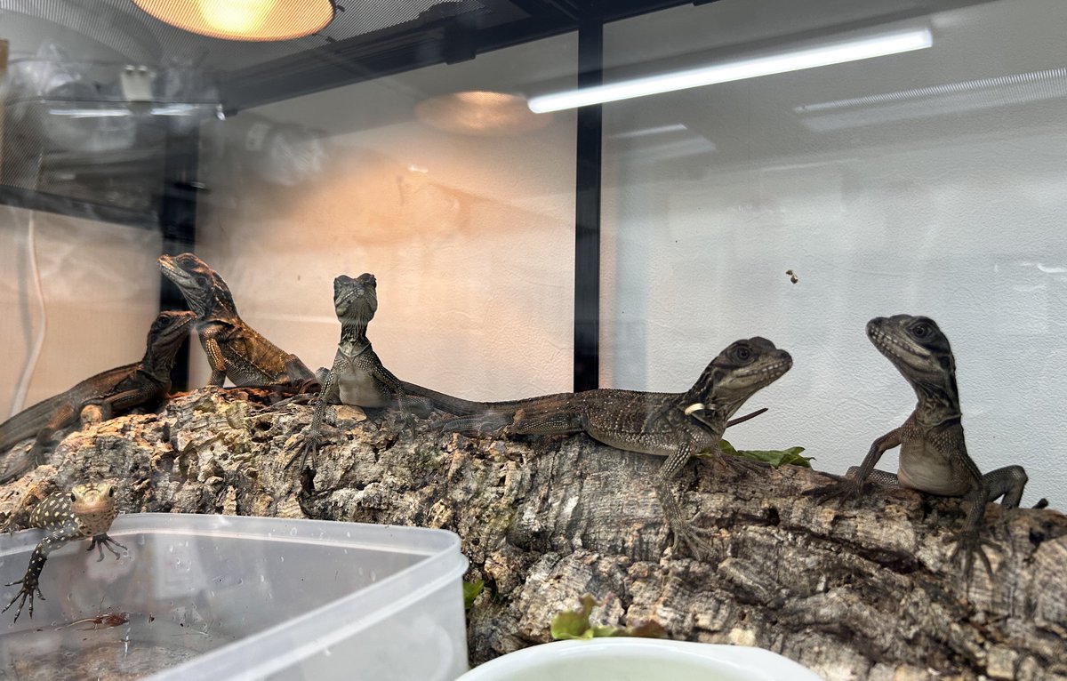 セレベスホカケトカゲ 少し育ったヤングサイズ！ 鼻先もみんな綺麗です