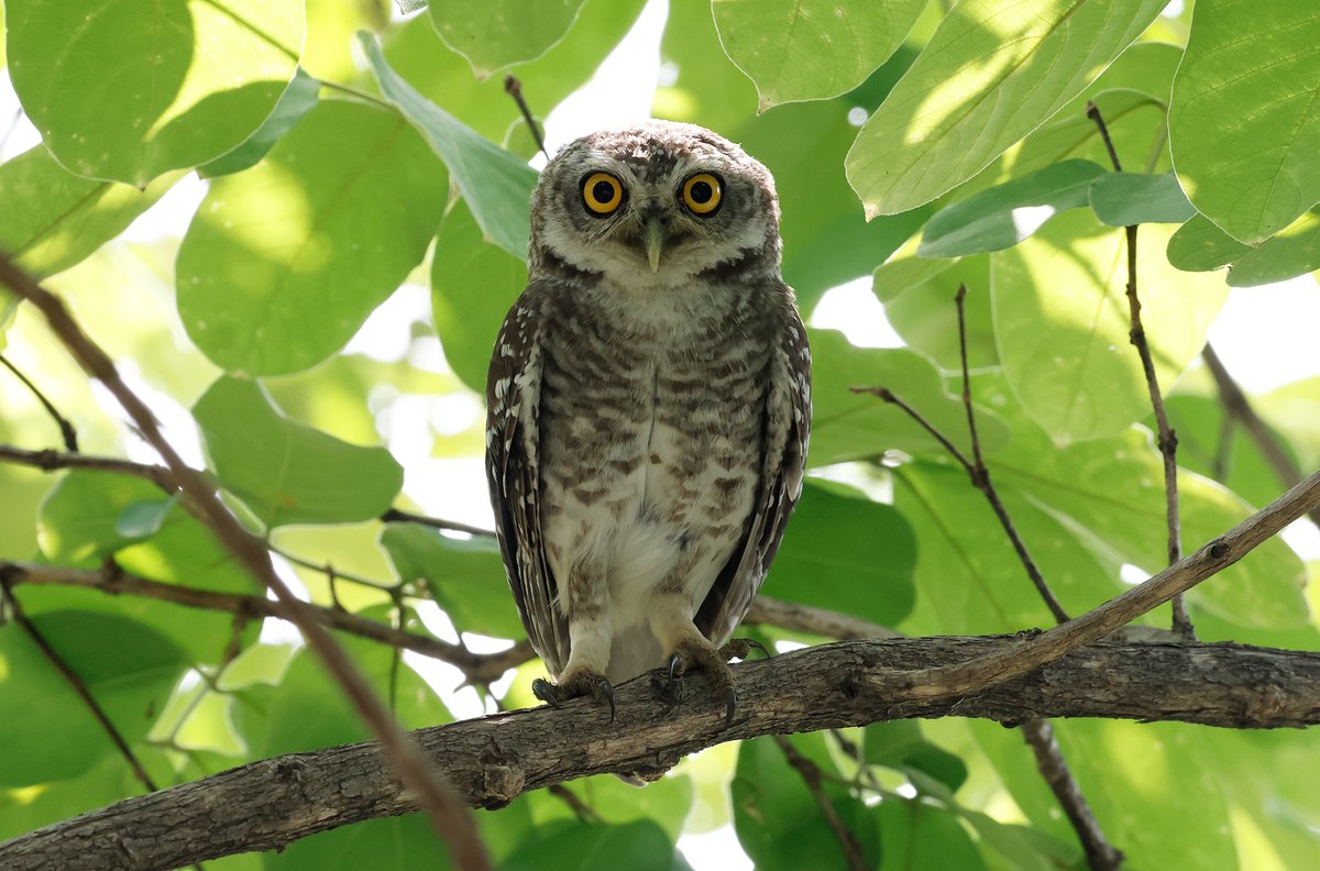 CalidrisBirdingTours tweet media