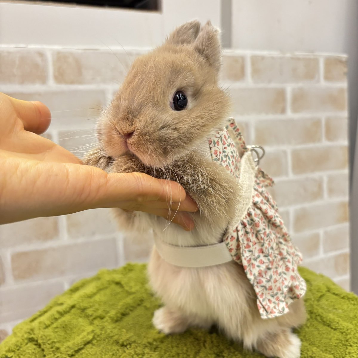 sippo_ebisu's tweet photo. 🌷3/20（金・祝）〜4/19（日）🌷
 南町田グランベリーパーク店、恵比寿店で
『うさQオープンハーネス』販売イベントを行います！ 

 季節を問わず着れる柄や春にぴったりな可愛らしい新柄をご準備しました！ 
(取扱商品は各店舗で異なります)

店頭では試着もできます🎶

#うさQオープンハーネス https://t.co/SMKuRvCChi